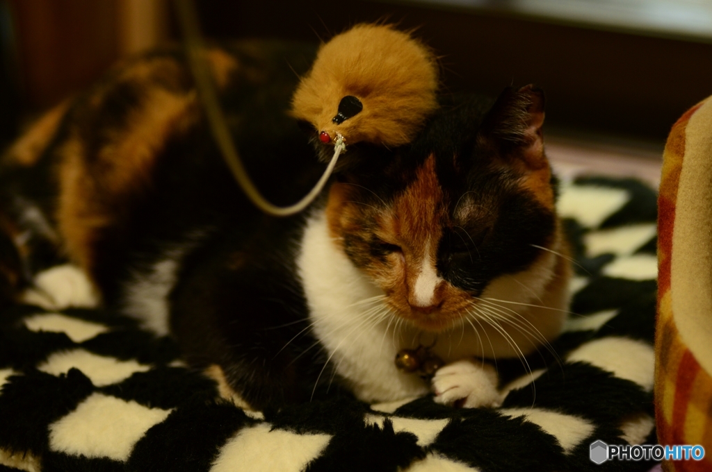 遊んでくれよ～(飼い主の声)