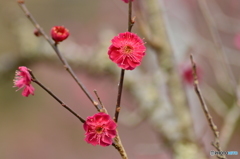 東風（こち）吹かば　にほひをこせよ 梅花（うめのはな）　主なしとて 春な忘るな