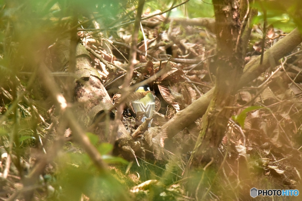 ガサゴソするシジュウカラ