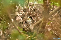 ガサゴソするシジュウカラ ガサゴソするシジュウカラ