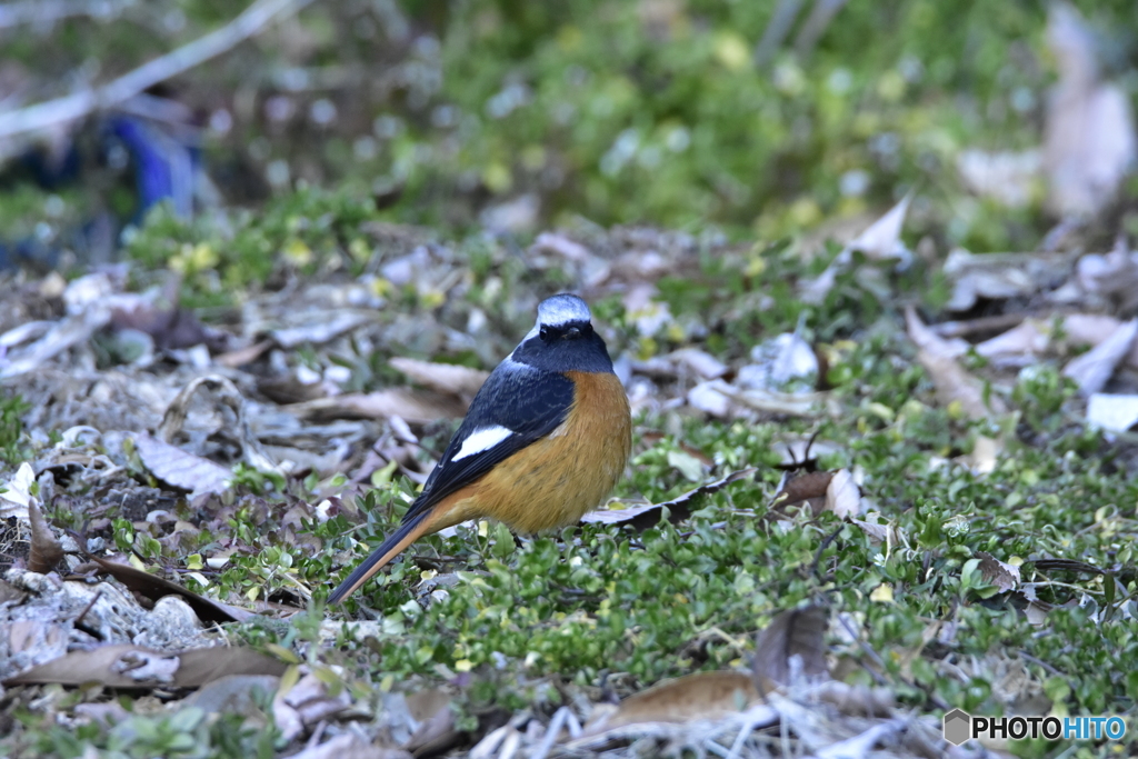 続・畑に通うジョウビタキ