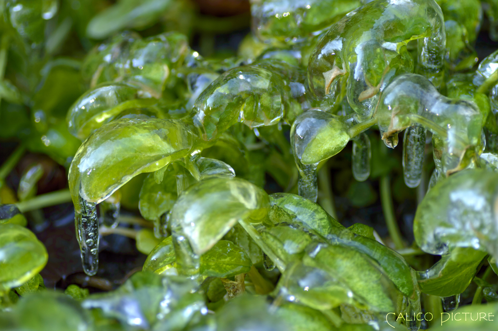 氷草
