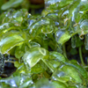 氷草