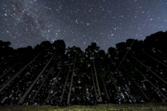 夜の森