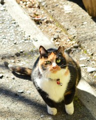 かまってくれニャ