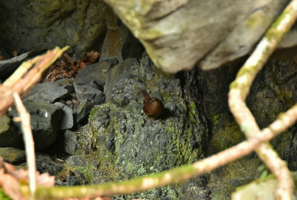 この中が気になるのだ