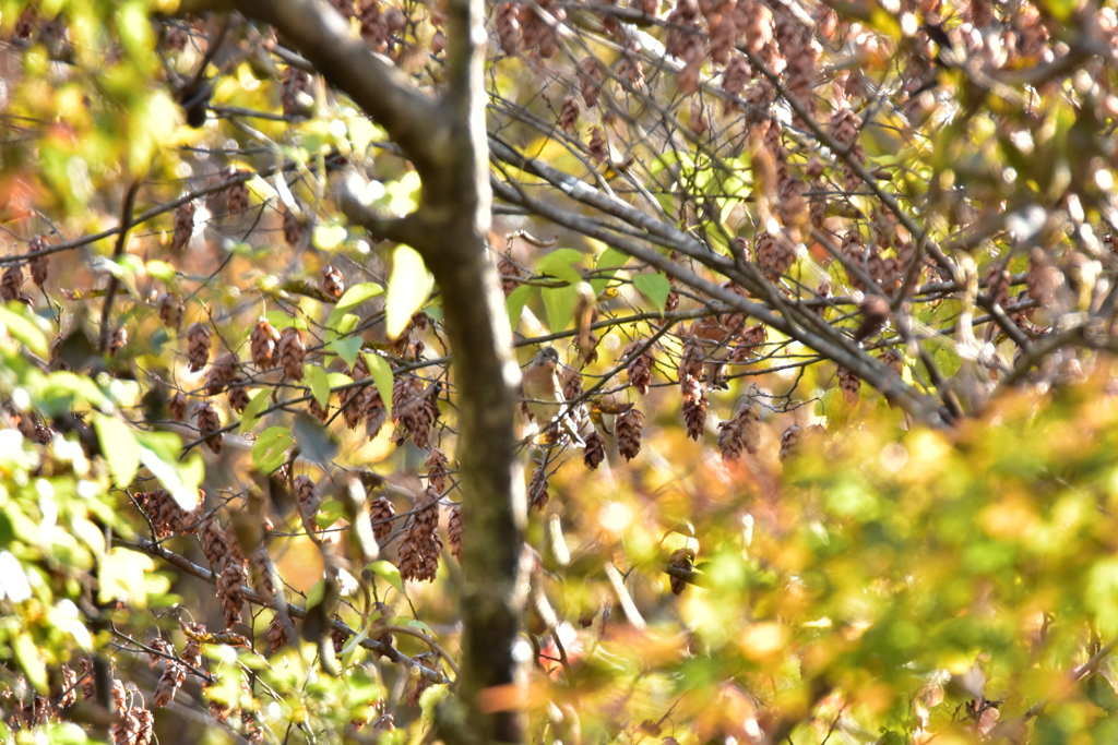 今年は当たり年？