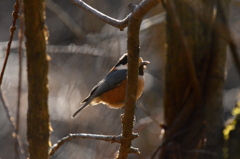 隠れたつもり…じゃないよね´`*