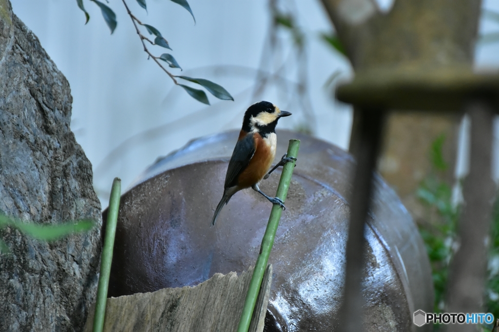 探索中のヤマガラ