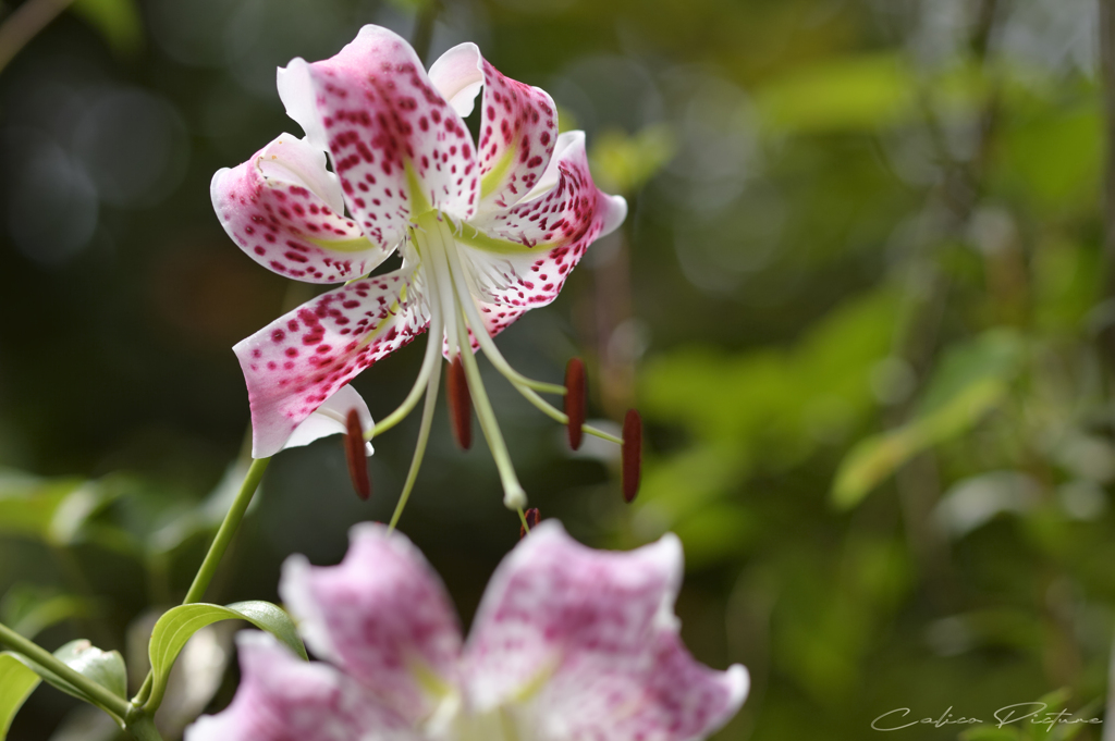 真夏の花 Ⅰ