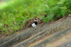 これ食べれないな～