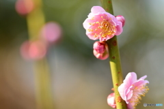 春の息吹