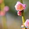 春の息吹
