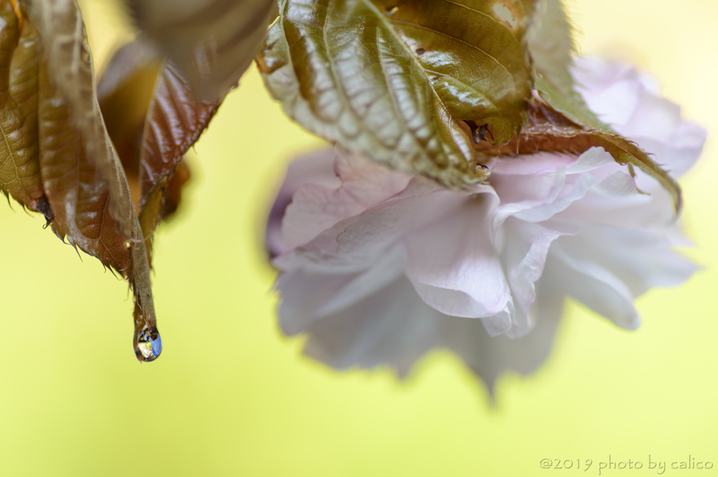 山八重桜 Ⅰ