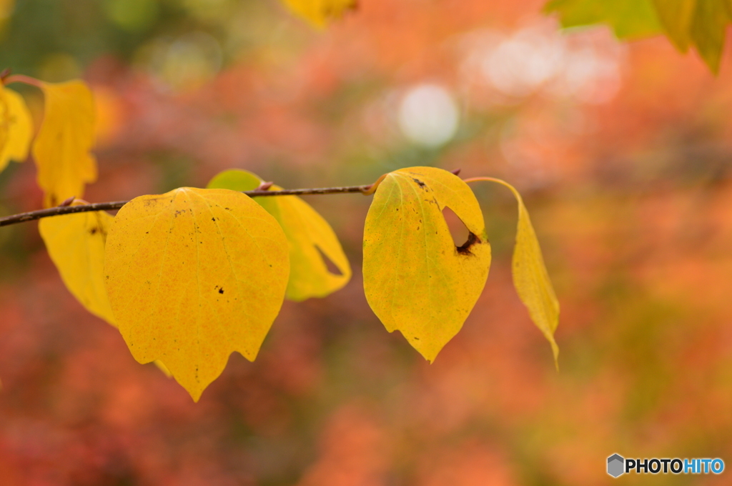 檀香梅(だんこうばい)の ｢黄色｣