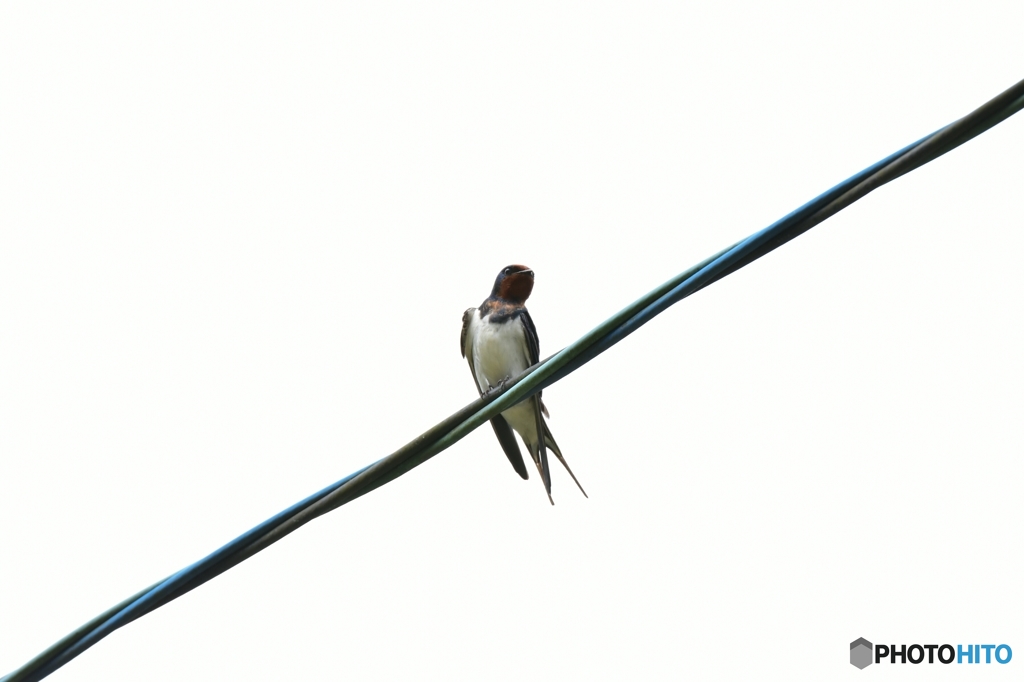 今年もいらっしゃい♪