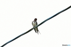 今年もいらっしゃい♪