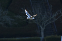軽やかに翔ぶ