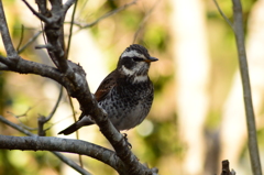 突然の訪問者 突然の訪問者