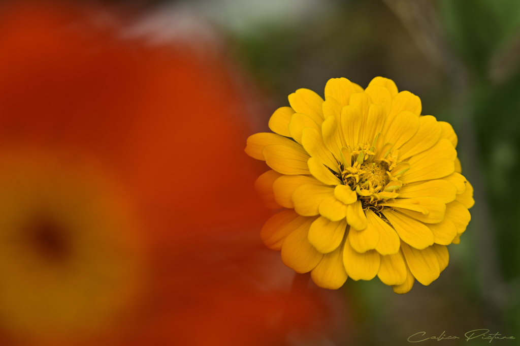 夏色開花 Ⅱ