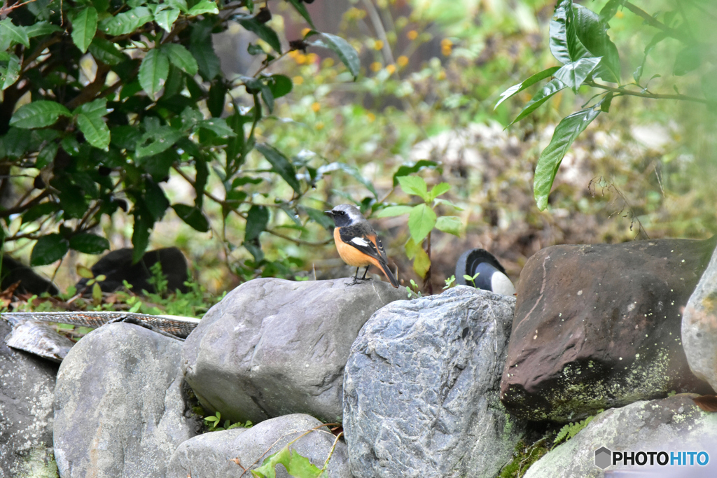 色んな所にジョウビタキ 〜庭の石垣〜
