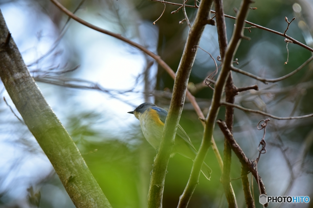 一匹狼のように
