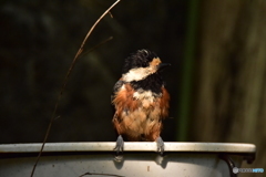 ヤマガラの水浴び ④
