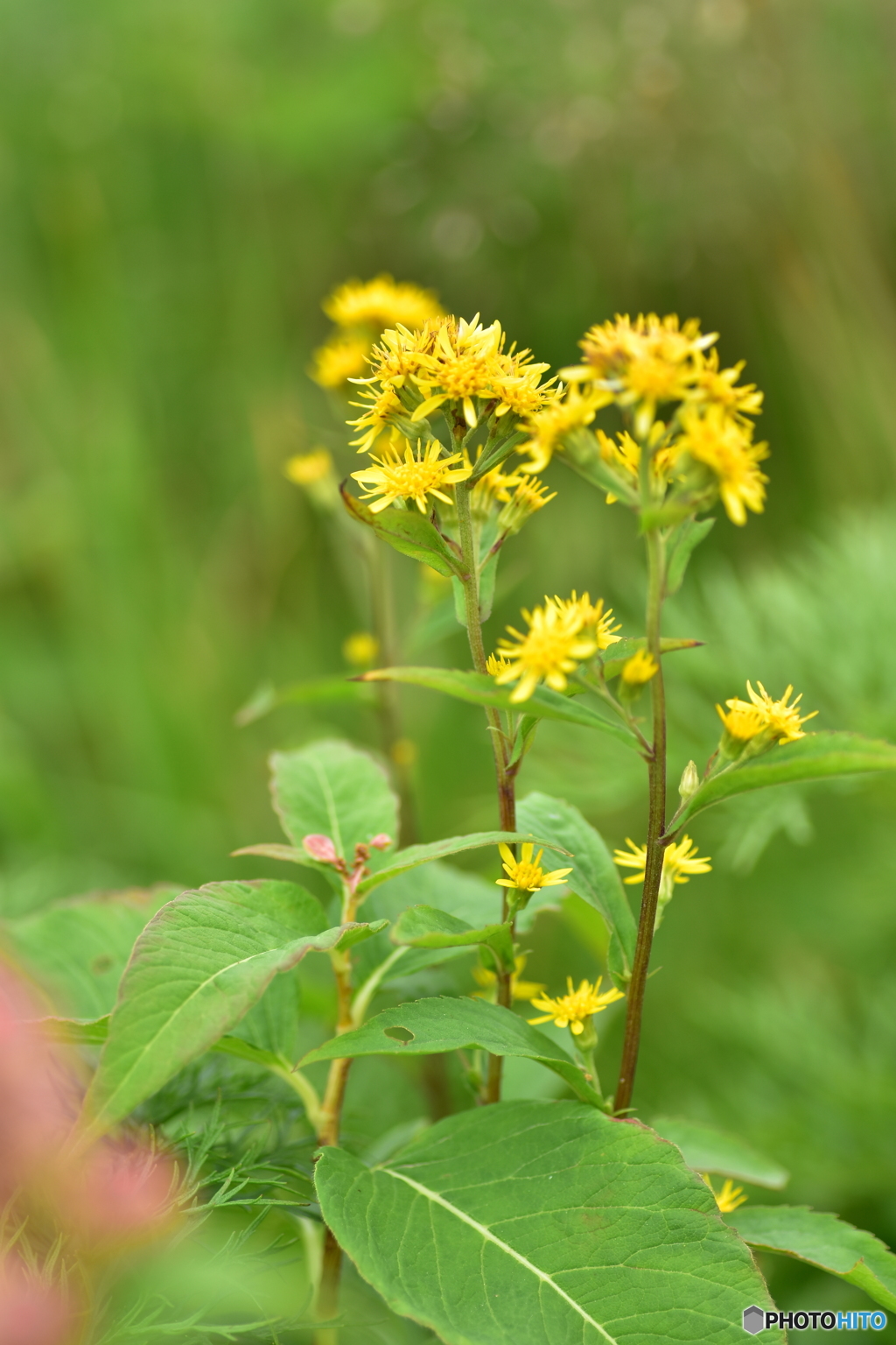 北岳に咲く花 ミヤマアキノキリンソウ By Calico Id 写真共有サイト Photohito