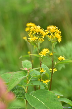 北岳に咲く花 ～ミヤマアキノキリンソウ～