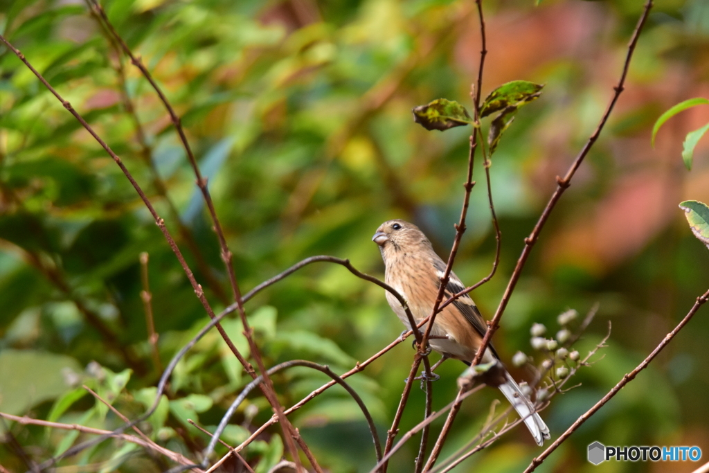 冬鳥見つけた♪