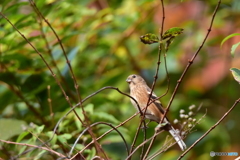 冬鳥見つけた♪