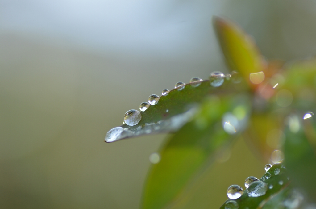 雨粒のかけ橋