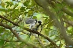 シジュウカラ 天使のポーズ シジュウカラ 天使のポーズ