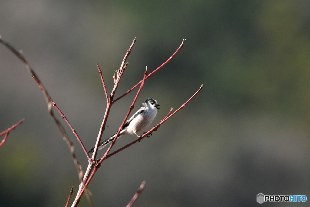 何て言ってるの？