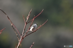 何て言ってるの？