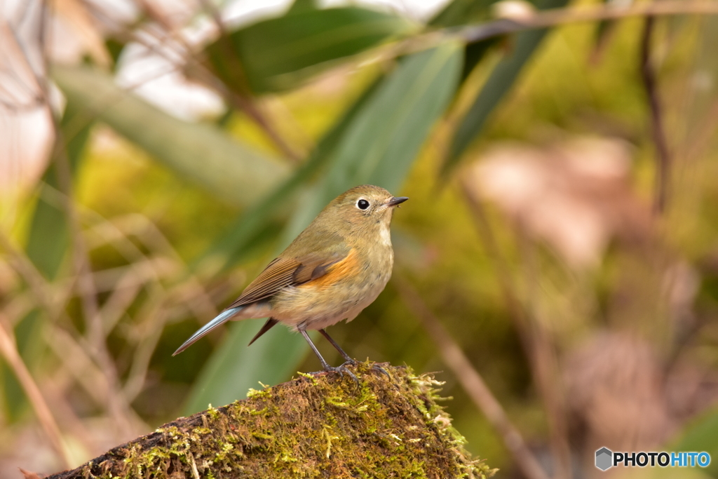 私とルリビタキの距離 Ⅱ