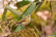 私とルリビタキの距離 Ⅱ