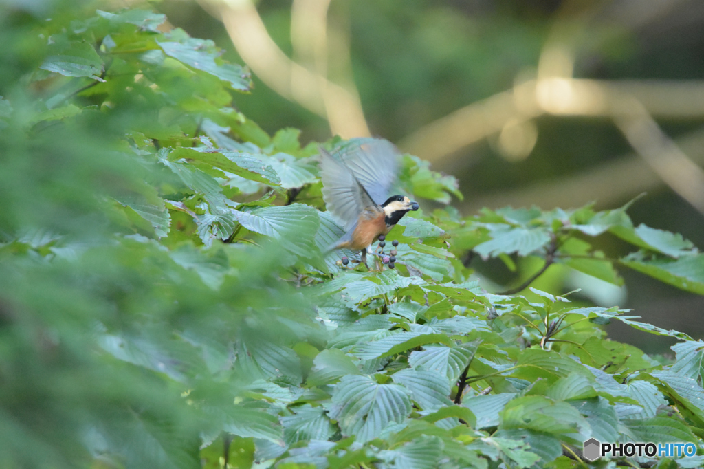 大忙しのヤマガラ