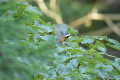 大忙しのヤマガラ