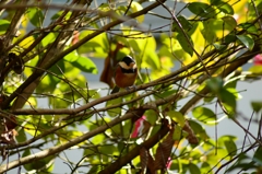 いただいてます