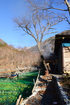 今朝の山葵田