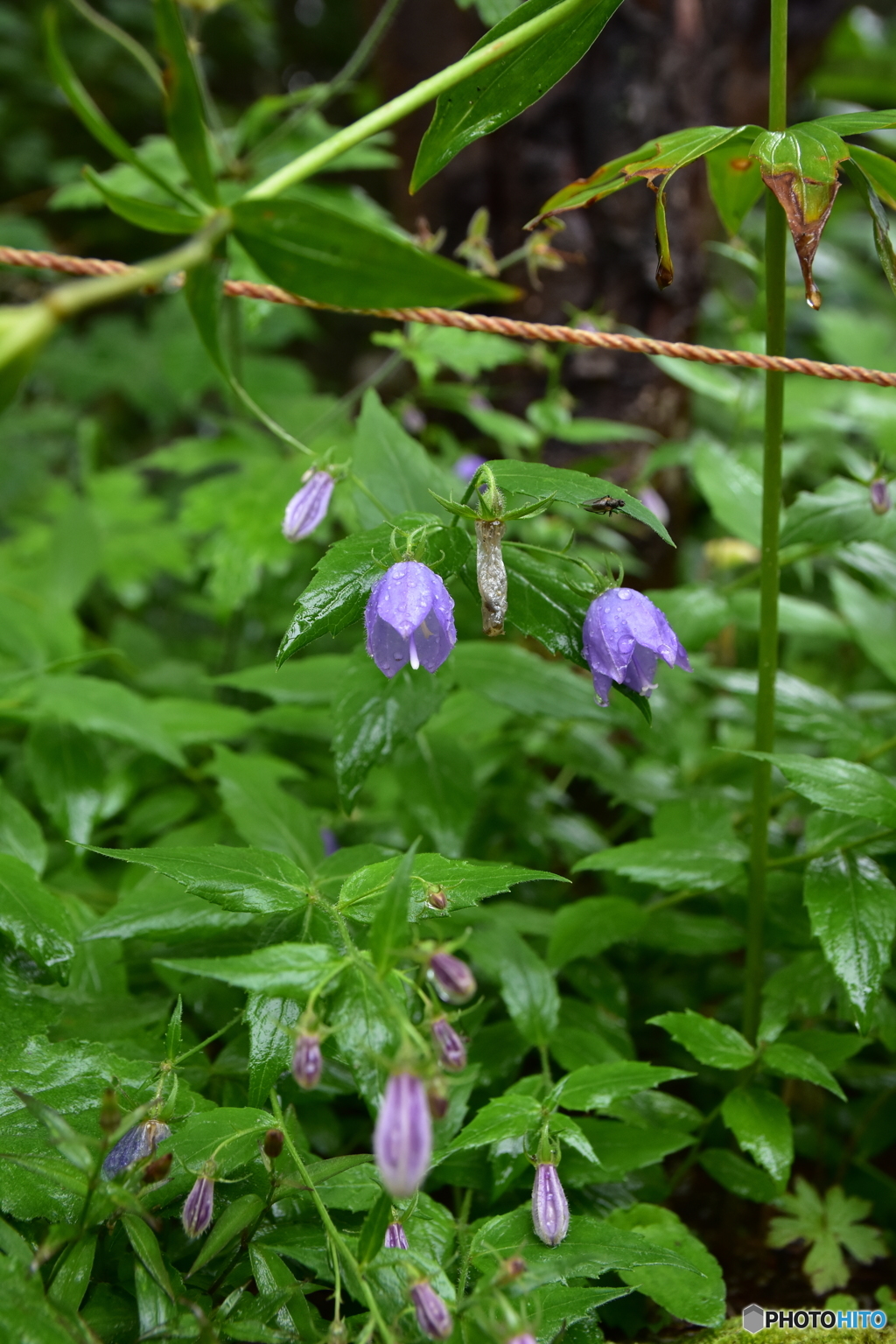 鳳凰小屋の草花達 VI