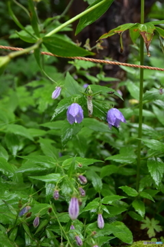 鳳凰小屋の草花達 VI