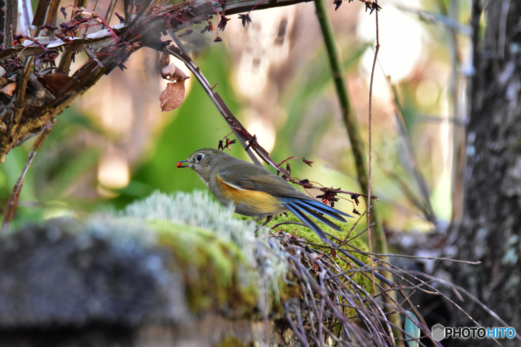 残り少なくなりました…