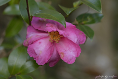 貴重な花