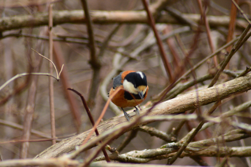  種をつつく瞬間