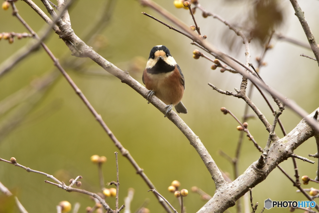 マイペースなヤマガラ