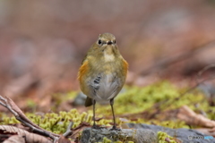 私とルリビタキの距離 Ⅳ