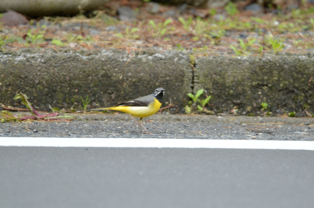 車に気をつけてね