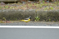 車に気をつけてね 車に気をつけてね